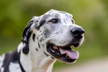 Happy Great Dane Outdoors