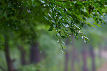 green leaves background
