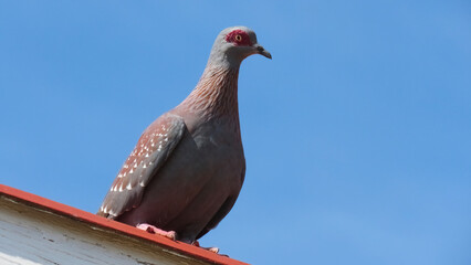 Adult Speckled Pigeon (Columba guinea).
