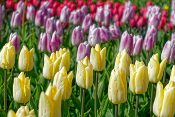 Flower Bed of Yellow, Pink and Red Tulips in Bloom
