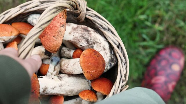 A full basket of red capped boletes in hand.