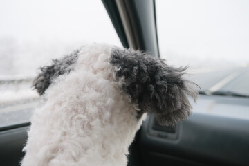Dog traveling in the car in winter