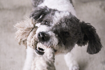 dog playing tug-of-war in the backyard with owner