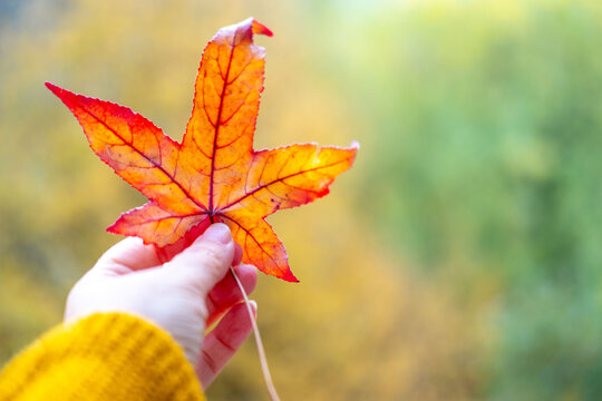Bright yellow maple leaf held gently in female hand, soft bokeh background, cozy sweater sleeve, seasonal beauty, autumn mood concept, seasonal connection, Celebrating season’s change, Cozy fall vibes