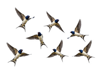 Fototapeta premium Flock of barn swallows flying PNG isolated on transparent background, migratory birds with blue heads and forked tails in flight