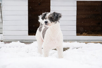 Portrait white and black dog sitting outside dog house