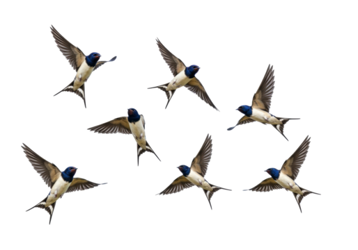 Flock of barn swallows flying PNG isolated on transparent background, migratory birds with blue heads and forked tails in flight