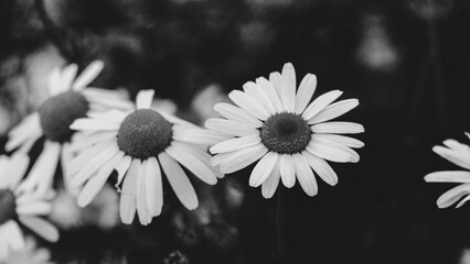 Black and white macro close-up of daisies in a garden
