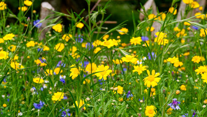 Vibrant yellow and blue wildflowers blooming in a lush green summer meadow