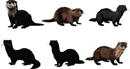Otter, beaver, mink animal comparison, silhouette and colored style, mustelid species identification, wildlife study, educational animal chart, cad drawing flat vector illustration © Itz Joydip