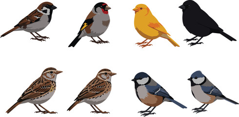 Realistic birds illustration, sparrow, goldfinch, canary, blackbird, chickadee, titmouse, detailed avian species artwork, wildlife nature drawing, ornithology study reference.