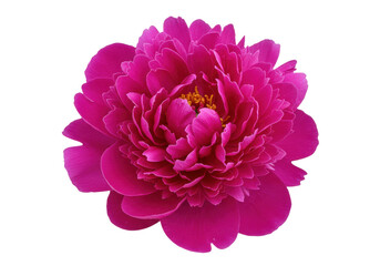 Vibrant magenta peony flower isolated PNG, beautiful blossom with detailed petals for floral design and spring themes