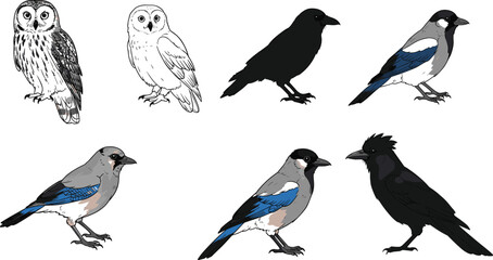 Bird illustration set, owl drawing, bird silhouette, colorful songbird, vector art collection, wildlife design, hand drawn sketch, minimal outline, cad drawing flat vector illustration