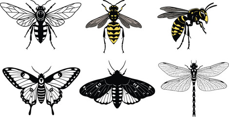 Detailed insect illustrations, wasps, bees, butterfly, moth, dragonfly, black and white wings, entomology study, natural science, insect morphology, cad drawing flat vector illustration