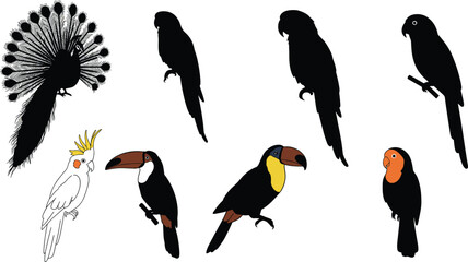 Naklejka premium Exotic bird illustration set, peacock cockatoo parrot toucan silhouettes and colorful drawings, tropical wildlife animal icons collection for design, cad drawing flat vector illustration