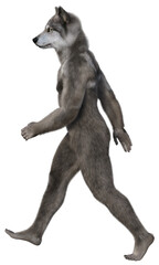Gray anthropomorphic wolf or werewolf walking fast. 3d rendering on transparent background, no AI used