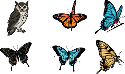Owl and butterfly illustration, colorful wing patterns, species comparison chart, nature study, wildlife vector, educational animal design, cad drawing flat vector illustration