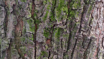tree bark texture. Close-up texture of old, rough brown tree bark with a natural wood pattern on the forest trunk.