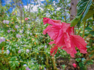 A fully developed red hibiscus flower; wide angle close-up view captured in a garden near in the eastern Andean mountains of central Colombia, near the Iguaque natural reserve.