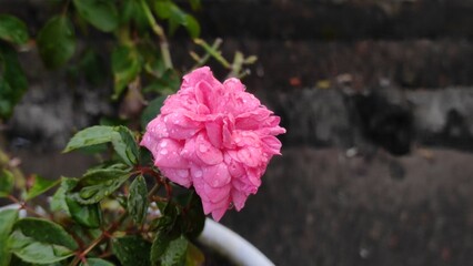A beautiful pink rose plant with fresh petals blossoming in the summer garden.