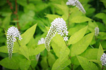 White Gooseneck Loosestrife Blooms Against Chartreuse Foliage