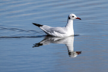 A black headed gull swimming in the September sunshine