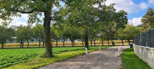 Chemin de campagne bordé de noyers et de champs verdoyants sous un ciel bleu, paysage rural apaisant, secoueur en arrière plan