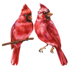 Pair red cardinals watercolor illustration sitting on branch songbirds isolated on white background wildlife decorative art