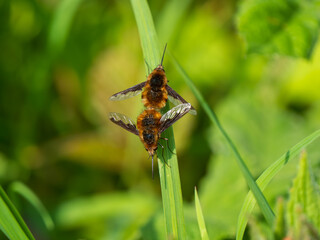 Dark-edged Bee-flies Mating on Grass Stem