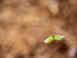 Brimstone Butterflies in Flight as Male Attempts to Mate