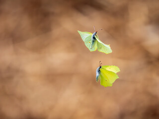 Brimstone Butterflies in Flight as Male Attempts to Mate