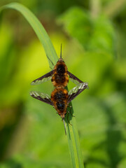 Dark-edged Bee-flies Mating on Grass Stem