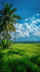 Obraz premium Lush green rice field under a bright blue sky with fluffy clouds & palm trees