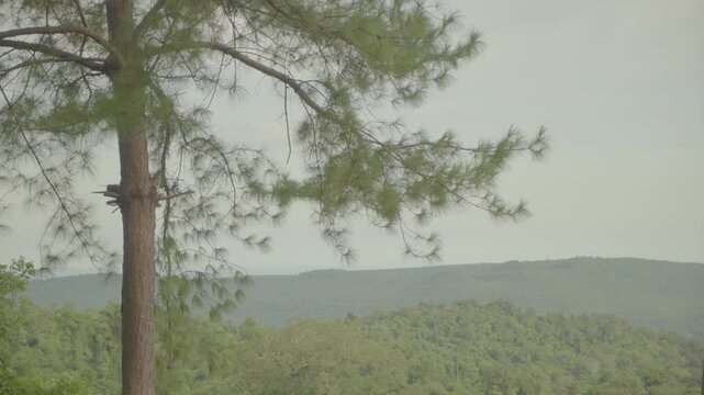 Mountain Phu Foilom Viewpoint Tree - S-LOG3 Footage
