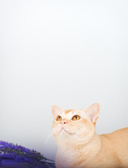 A Burmese cat with yellow eyes and a sprig of lavender