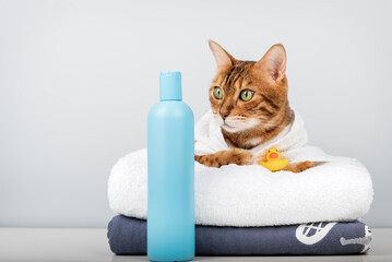 Bengal cat in a towel with shampoo and a rubber duck.