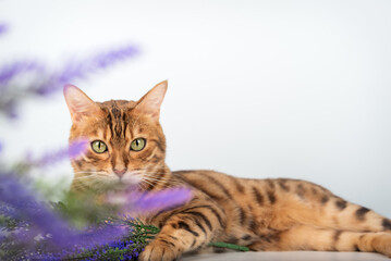 Bengal cat with purple flowers