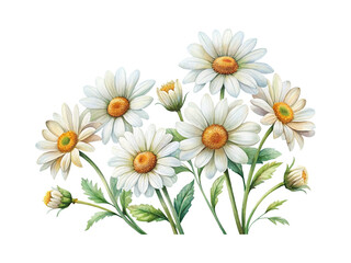 Fototapeta premium Watercolor Painting of White Daisies with Orange Centers and Green Stems