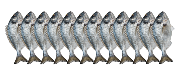 Fresh Fish Display: A pristine row of glistening, freshly caught fish, meticulously arranged and ready for the market, highlighting the purity of the catch and the freshness of the aquatic harvest.