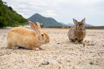 大久野島のうさぎ 広島県竹原市