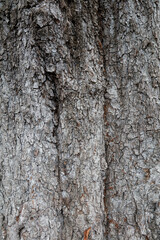 Close-up of tree bark texture background showcasing natural wood patterns and rough grainy surface,