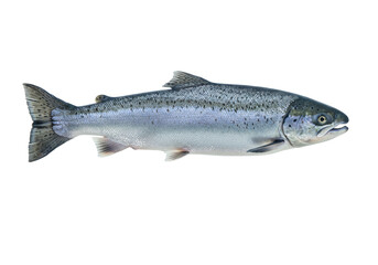 Isolated Chinook salmon, also known as king salmon, silvery scales, delicious, a healthy food