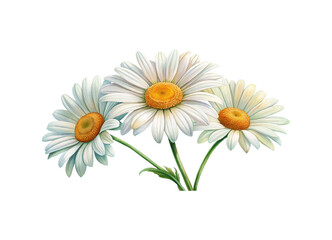Fototapeta premium Watercolor Illustration of Three Daisy Flowers with White Petals and Yellow Centers