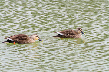 池を泳ぐカルガモのつがい