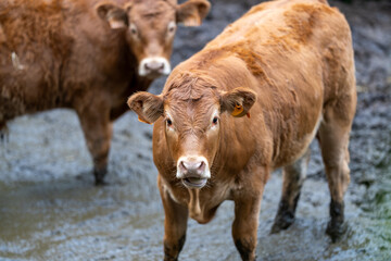 Brown cows standing in muddy pasture on a farm