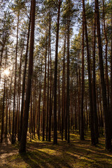 Fototapeta premium Sunrise or sunset in tall pine forest with long shadows on mossy ground. Nature landscape for tranquility and wilderness. Natural scenic view for wallpaper design.