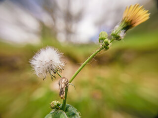 A catsear seed head and a flower, a wide angle macro photography captured in a field in the eastern Andean mountains of central Colombia, near the Iguaque natural reserve.
