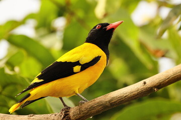 Birds of SL