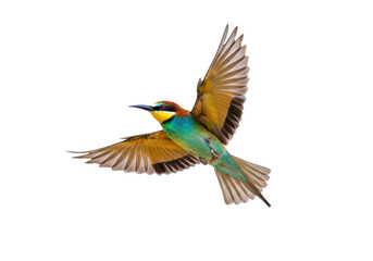 Isolated Flying European Bee-Eater Bird With Open Wings With Colorful Plumage Feathers