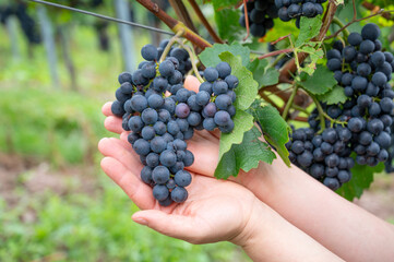 Blue grapevine, Pinot Noir grapes growing on vine, vineyard in Trier, Moselle Valley, Germany,...